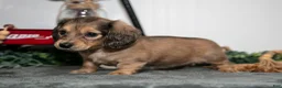 Miniature Dachshund dogs for sale: Penny - Ad 3
