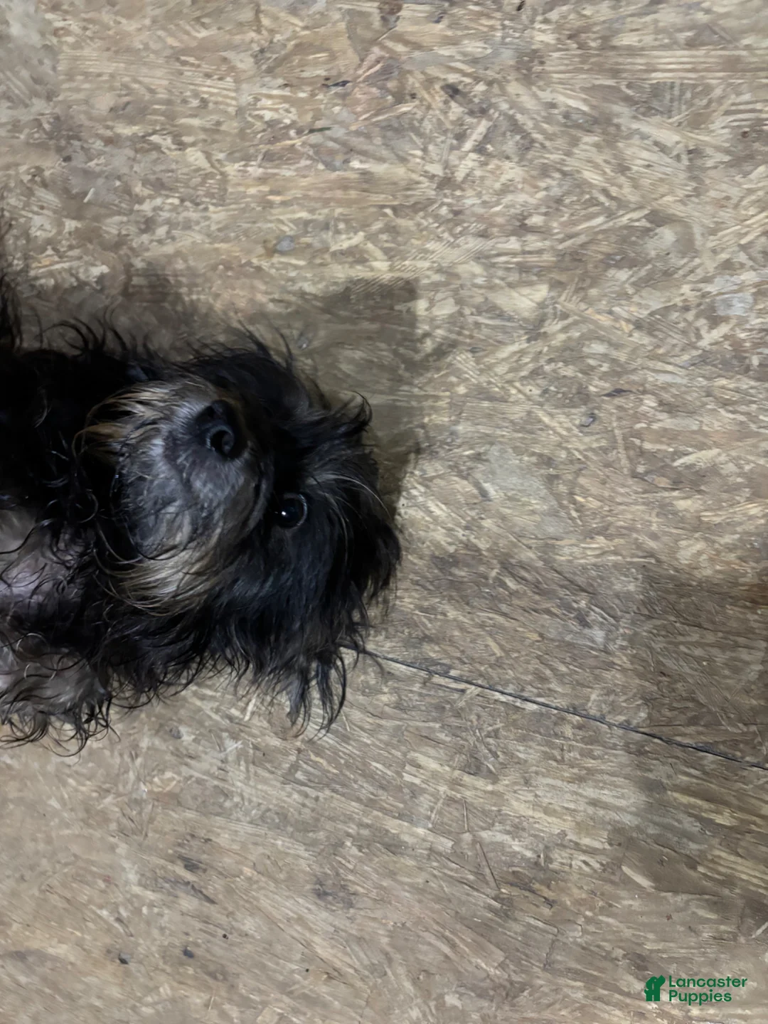 Mixed Breed dogs for sale: Mixed Breed Puppy 4 - Ad 2