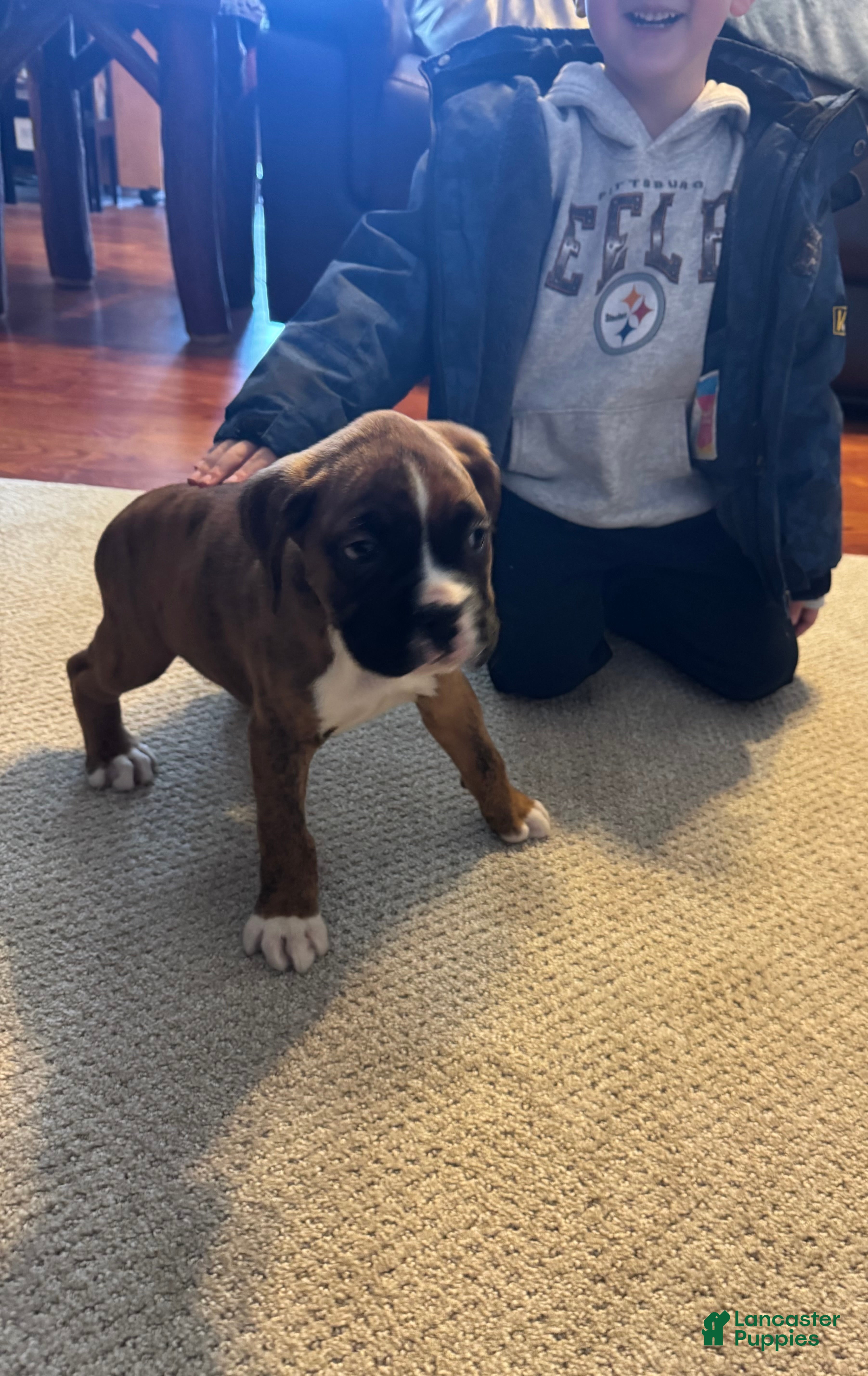 Boxer dogs Boxer Puppy 5 - Ad 14