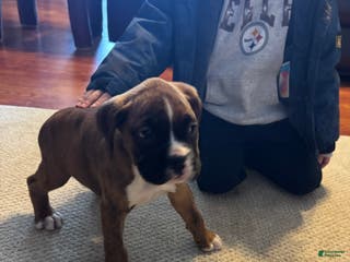 Boxer dogs Boxer Puppy 5 - Ad 33