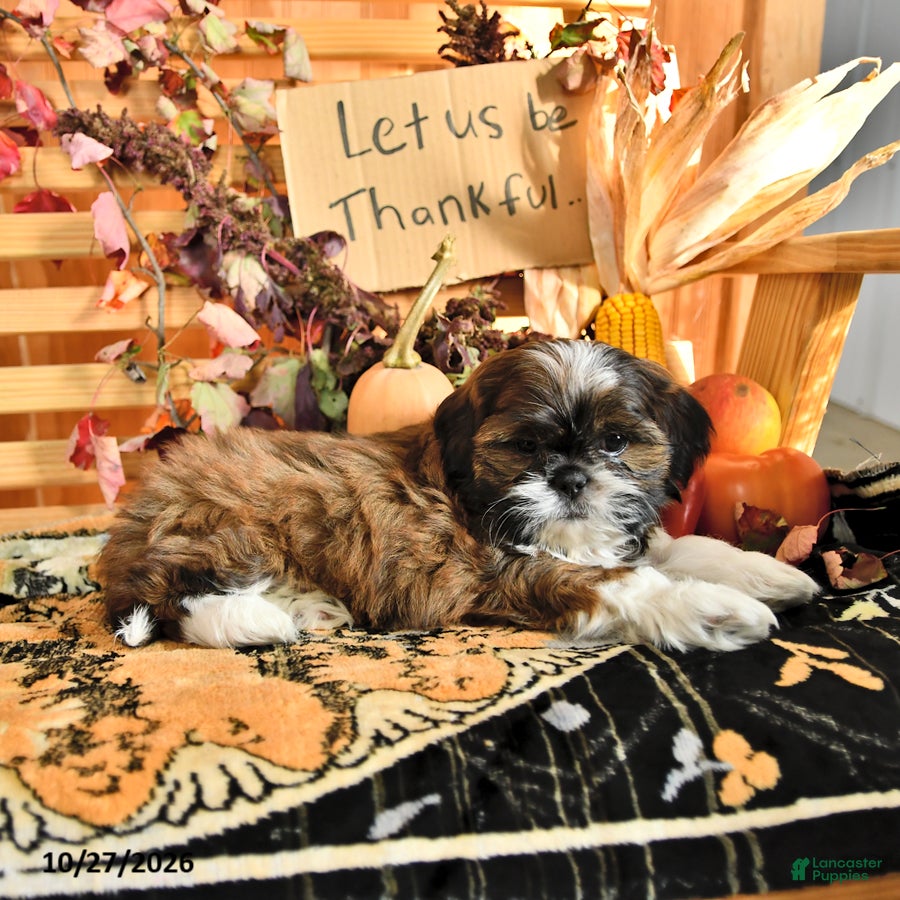 Shih Tzu dogs for sale: Dixon - Ad 2