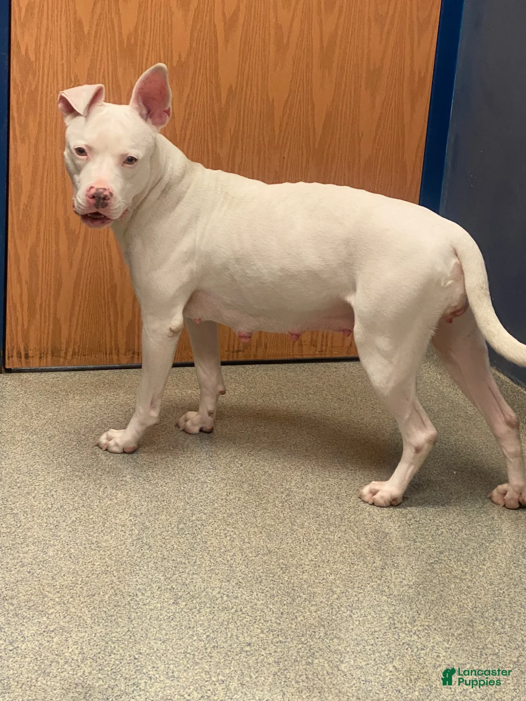 American Pit Bull Terrier dogs for sale: Purdy - Ad 2