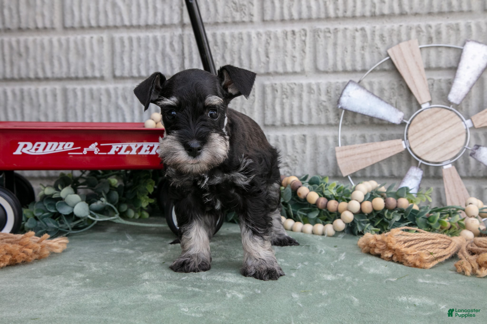Miniature Schnauzer dogs Fiona - Ad 1