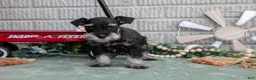 Miniature Schnauzer dogs for sale: Fiona - Ad 1