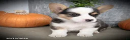 Welsh Corgi Pembroke dogs for sale: Fairy - Ad 3