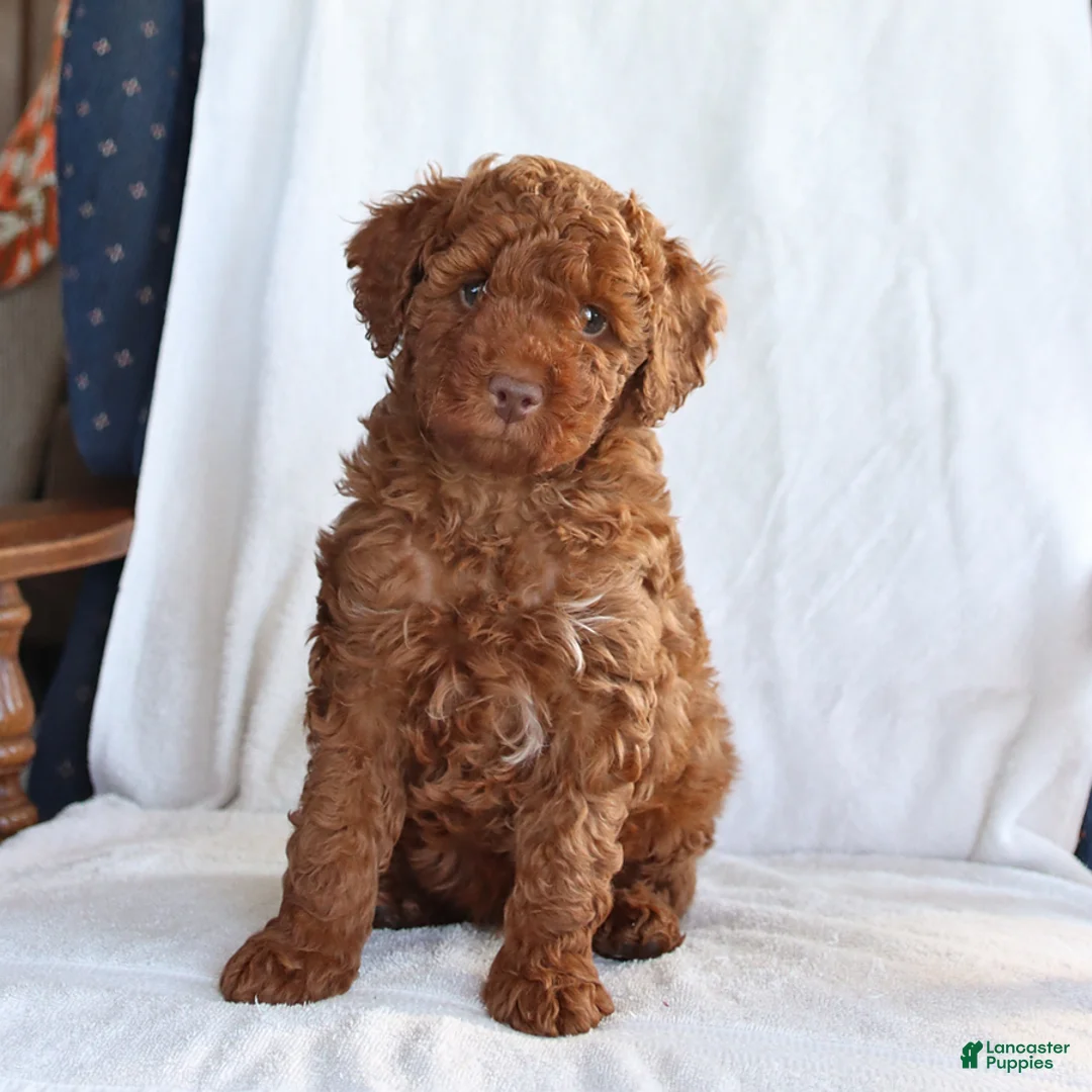 Toy Poodle dogs for sale: Clifford - Ad 3
