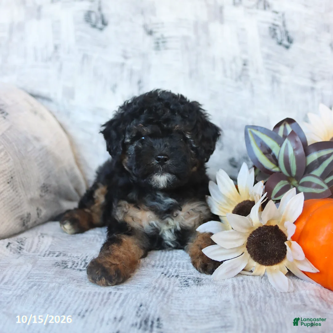 Cavapoo dogs for sale: Poppy - Ad 1
