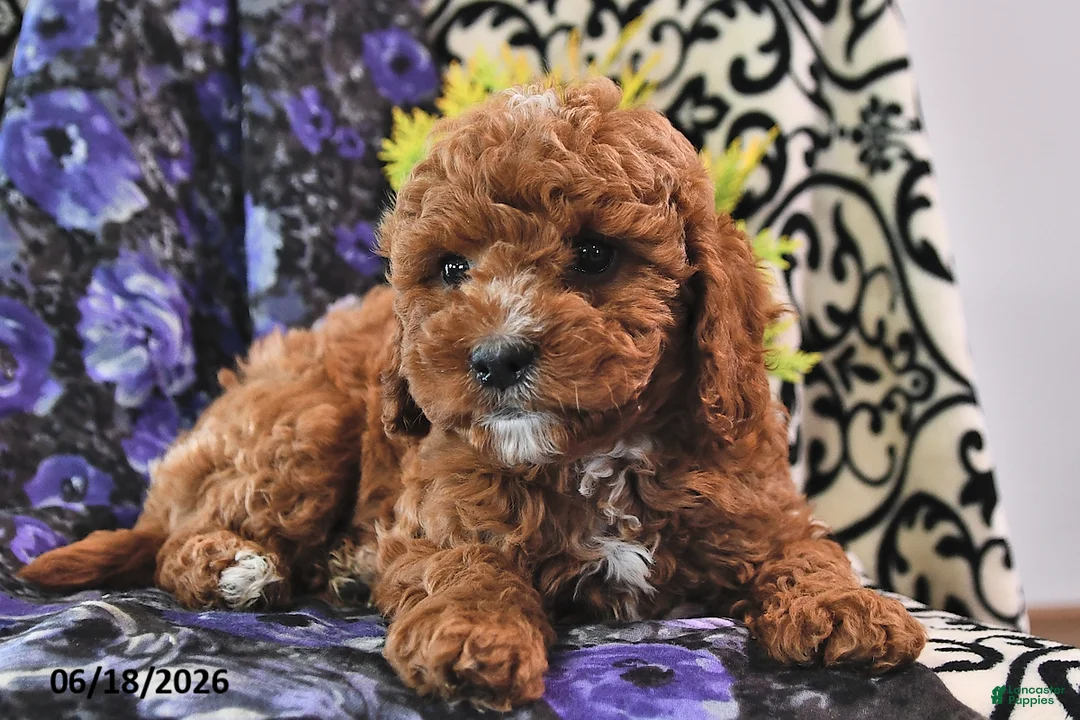 Cavapoo dogs for sale: Buster - Ad 1