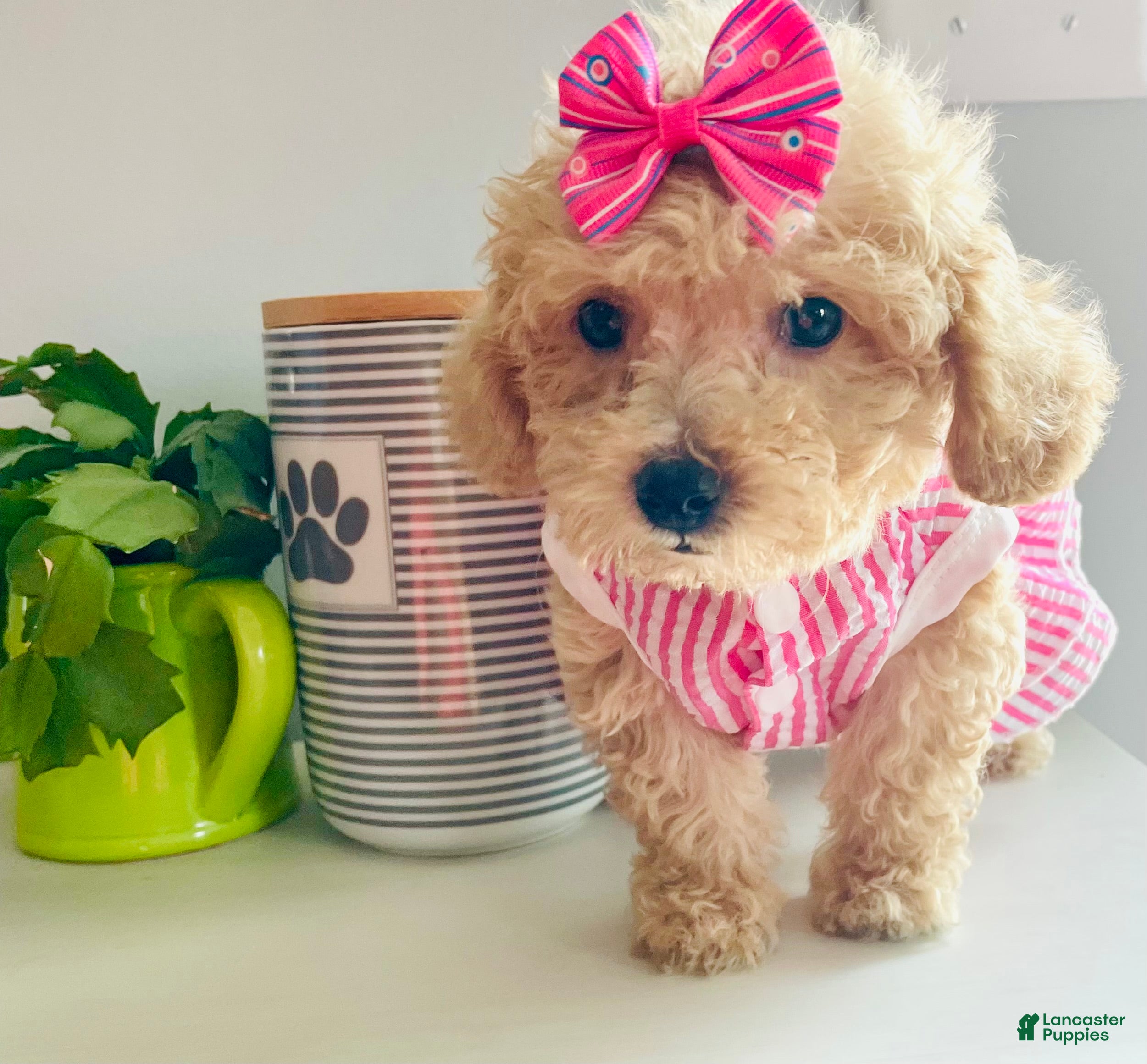 Maltipoo dogs Tiny Torie - Ad 1