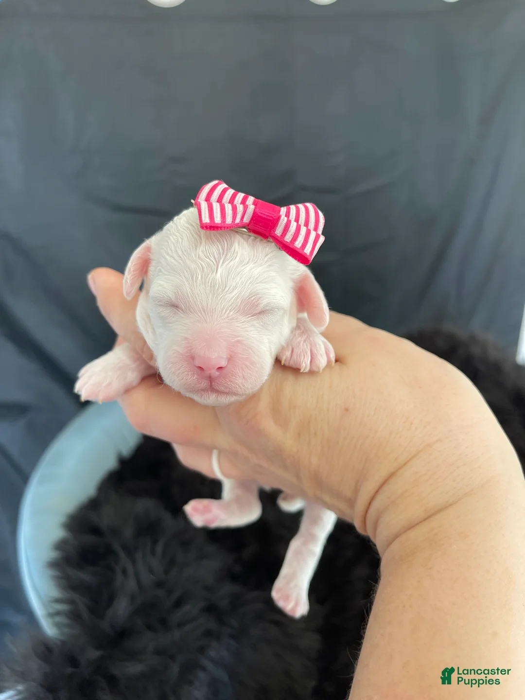 Miniature Poodle dogs for sale: Akc Clear 🧬 Tested Poodle Girl - Ad 4