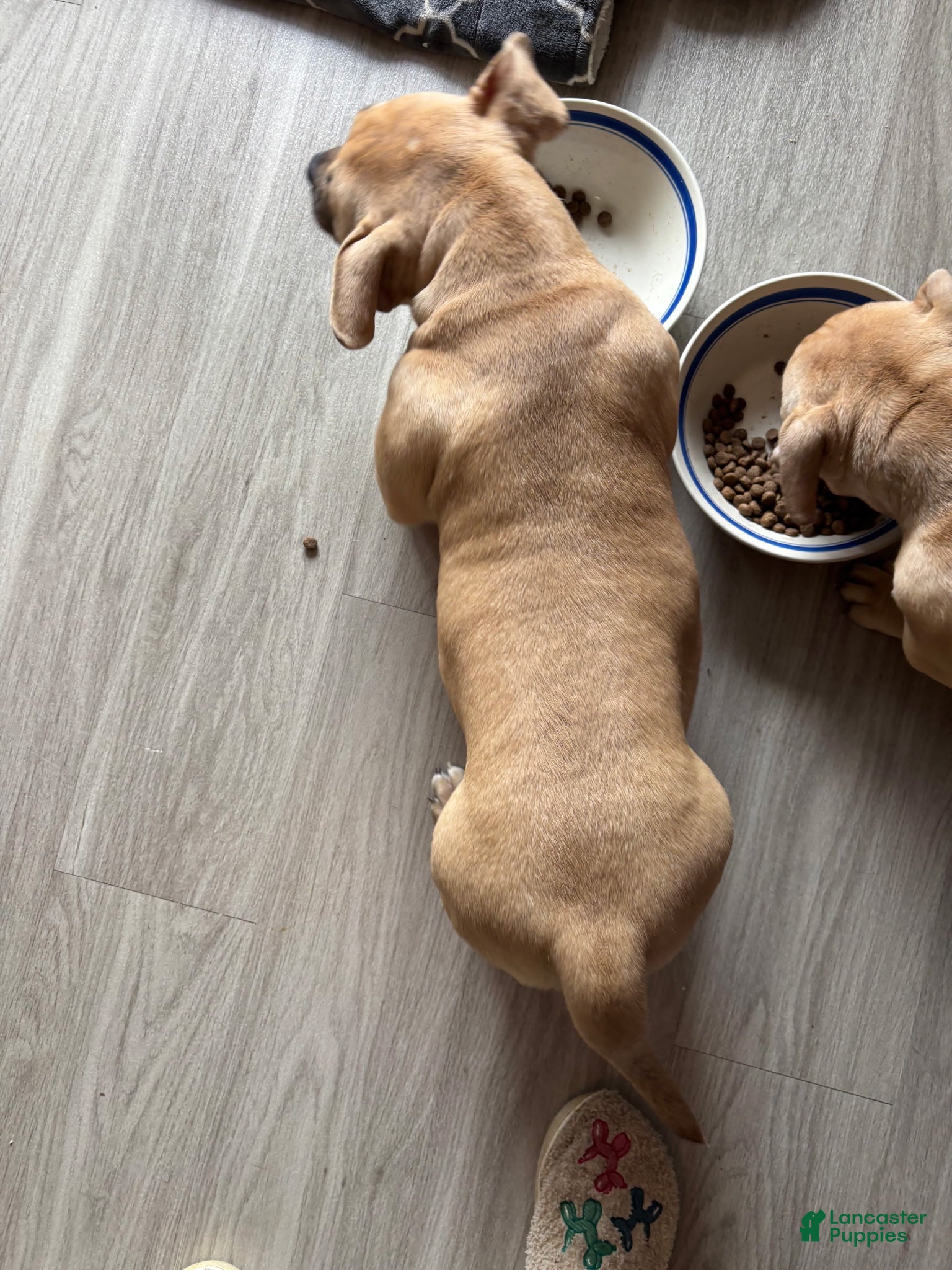 American Bully dogs American Bully Puppy 2 - Ad 14