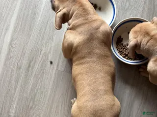 American Bully dogs American Bully Puppy 2 - Ad 14