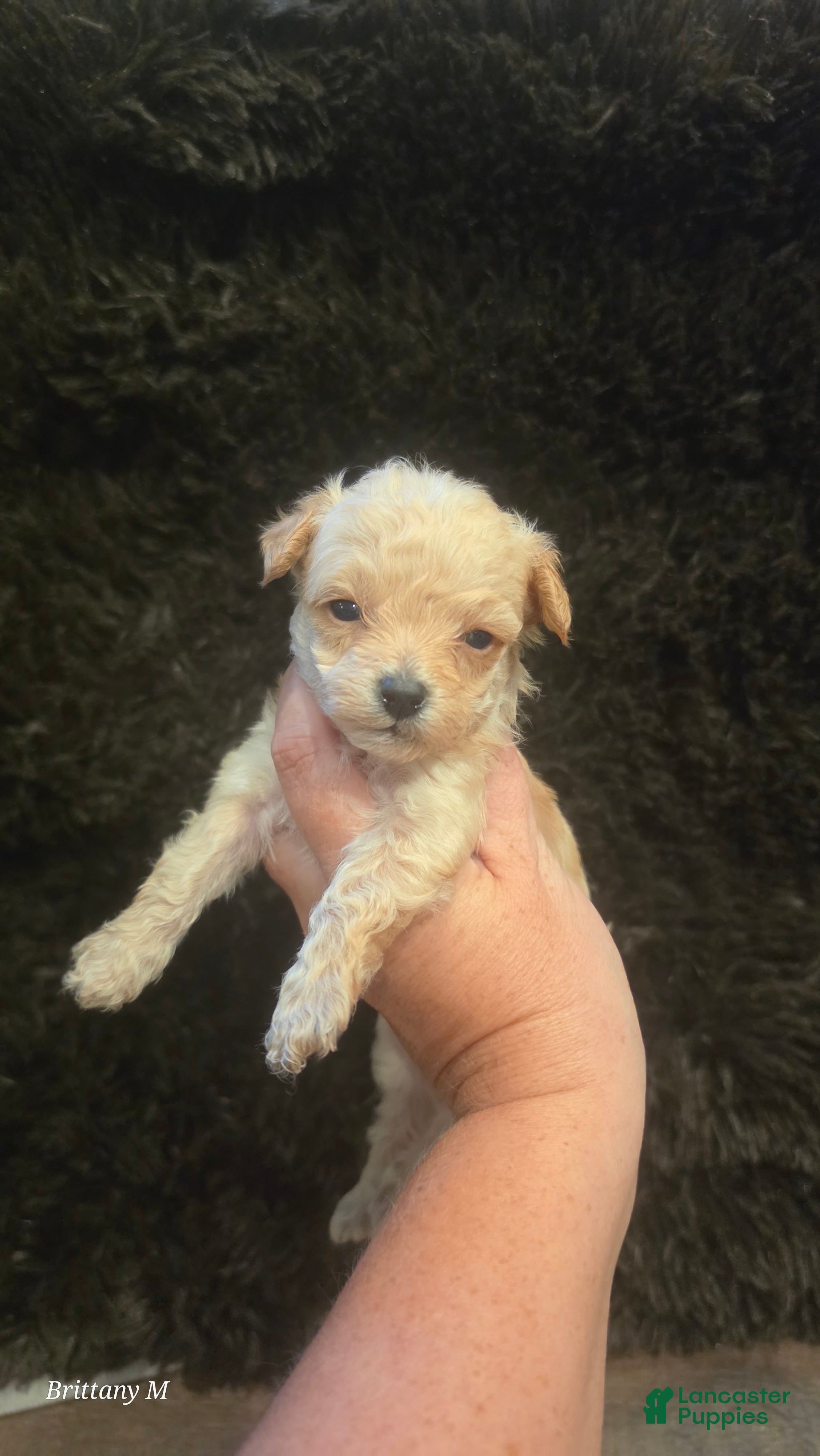 Yorkiepoo dogs Yorkiepoo 6 - Ad 3