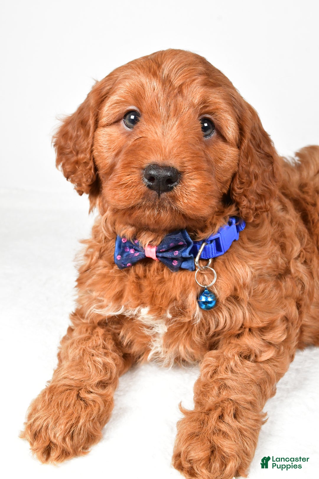 Cavapoo dogs for sale: Theodore - Ad 2