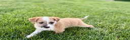 Mixed Breed dogs for sale: Italian greyhound/Havanese Cory  - Ad 4