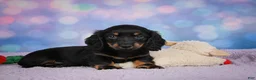 Miniature Dachshund dogs for sale: AKC Jane - Ad 11