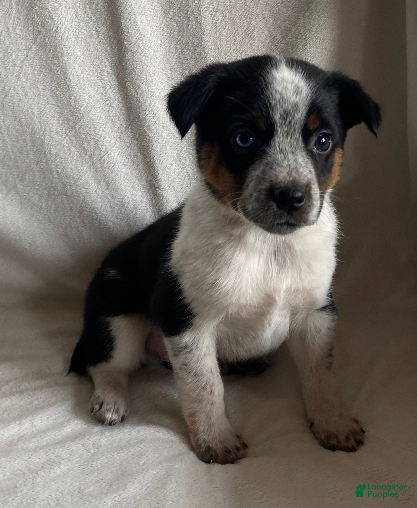 Mixed Breed dogs Maxie - Ad 27