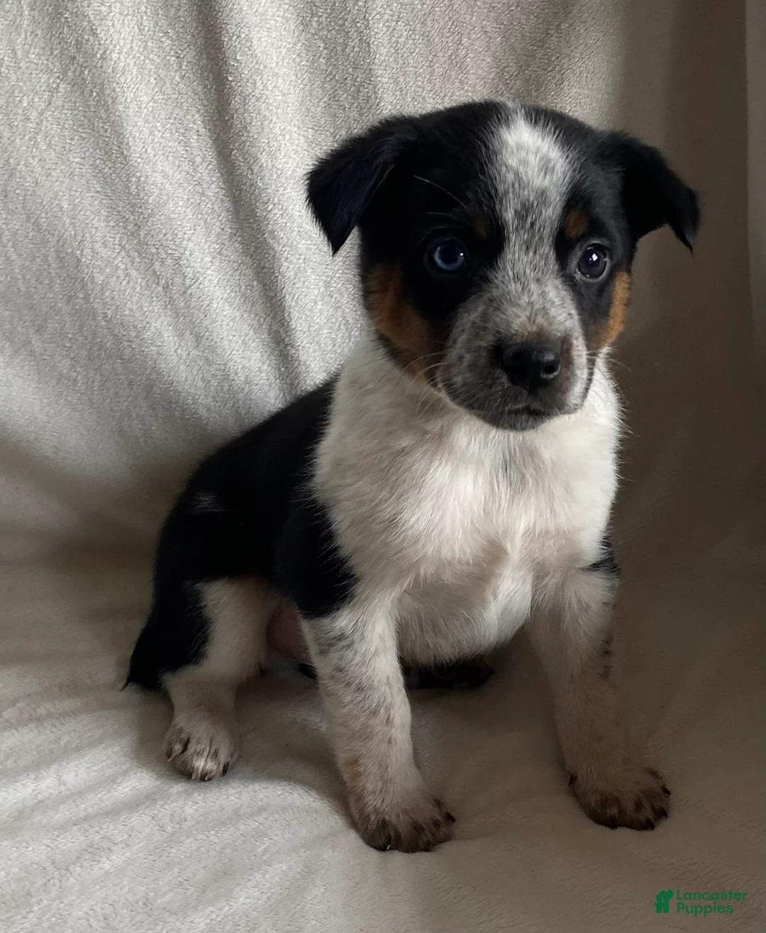 Mixed Breed dogs for sale: Maxie - Ad 1