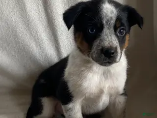 Mixed Breed dogs Maxie - Ad 27