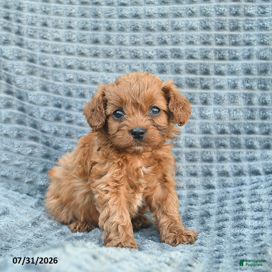 Cavapoo dogs Nacho  - Ad 1