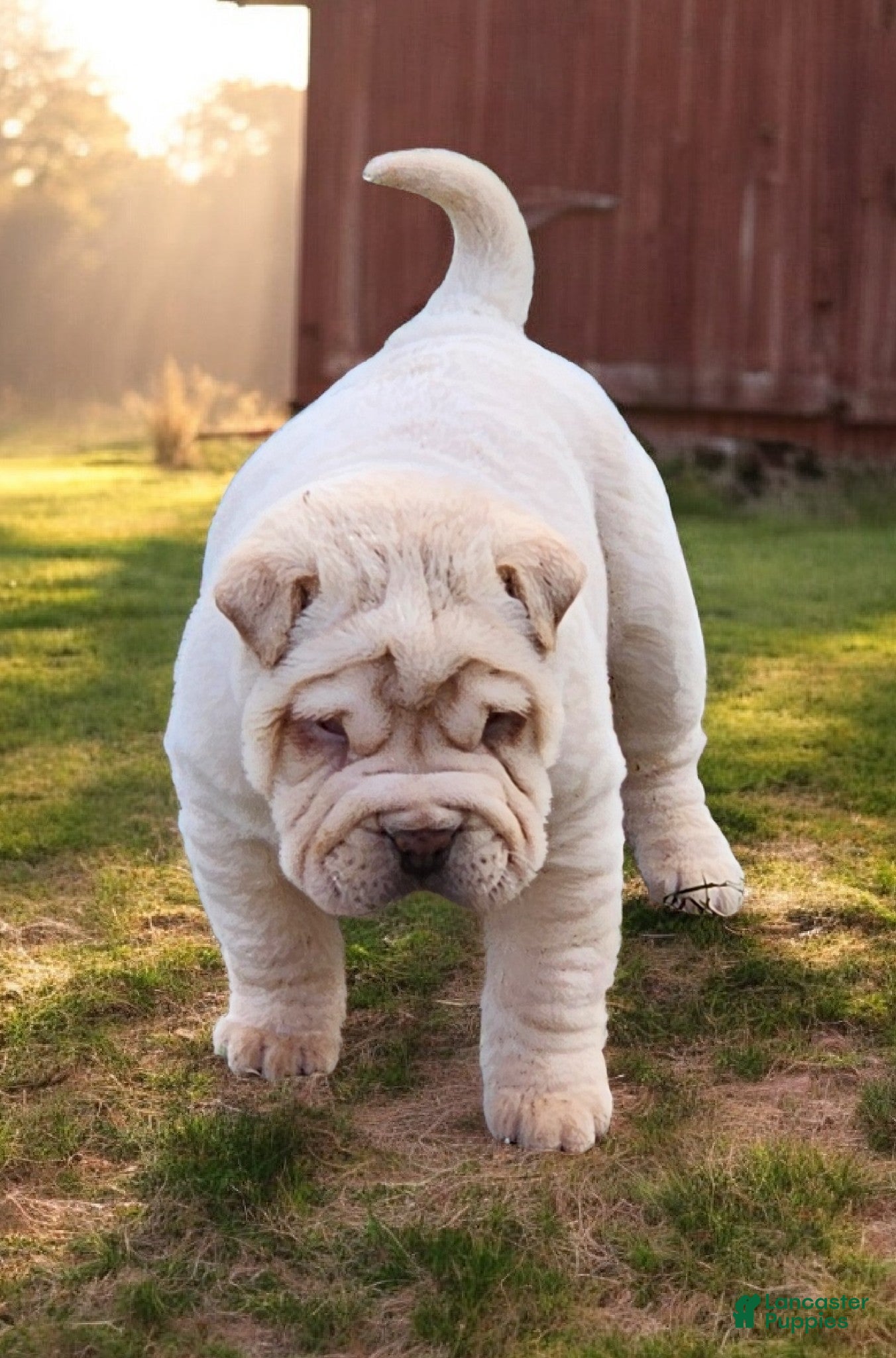 Shar Pei dogs Flurries mini  - Ad 27