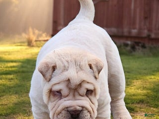 Shar Pei dogs Flurries mini - Ad 27