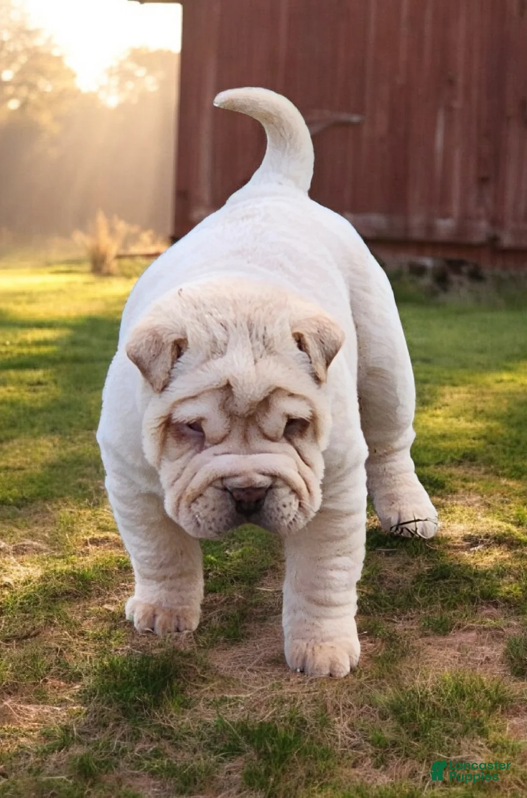 Shar Pei dogs for sale: Flurries mini  - Ad 31