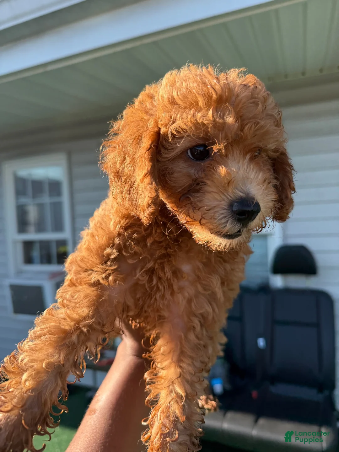 Toy Poodle dogs for sale: Tina - Ad 9