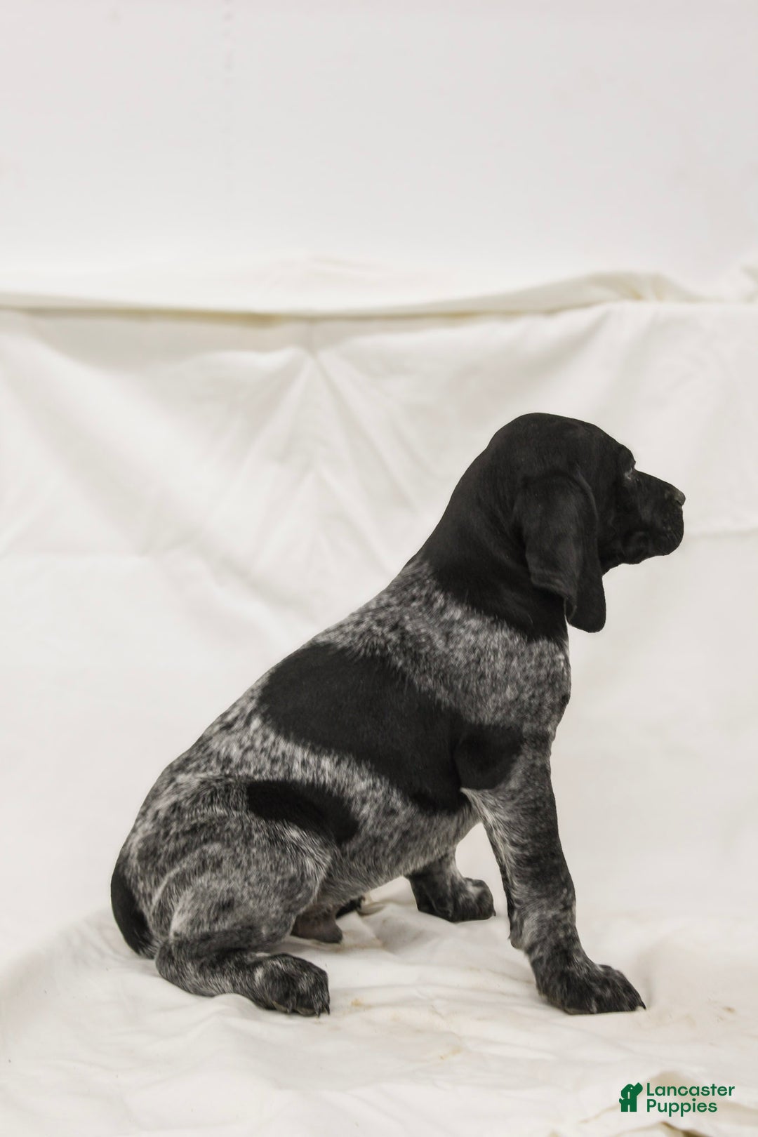 German Shorthaired Pointer dogs for sale: Romeo - Ad 2