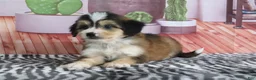 Mini Bernedoodle dogs for sale: Silas - Ad 4