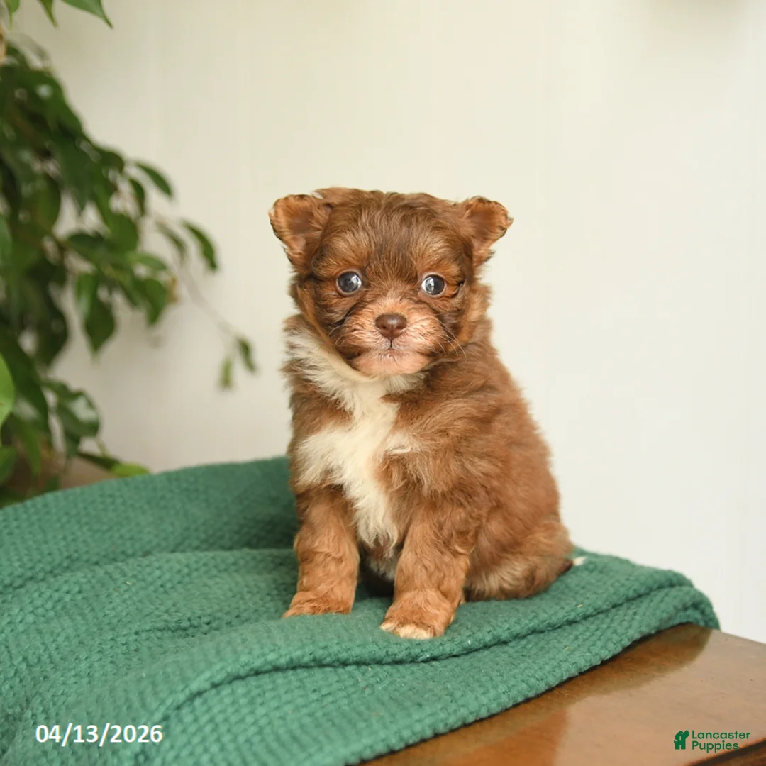 Pomapoo dogs for sale: Lilac - Ad 1