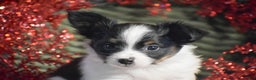 Papillon dogs for sale: Blitz - Ad 4