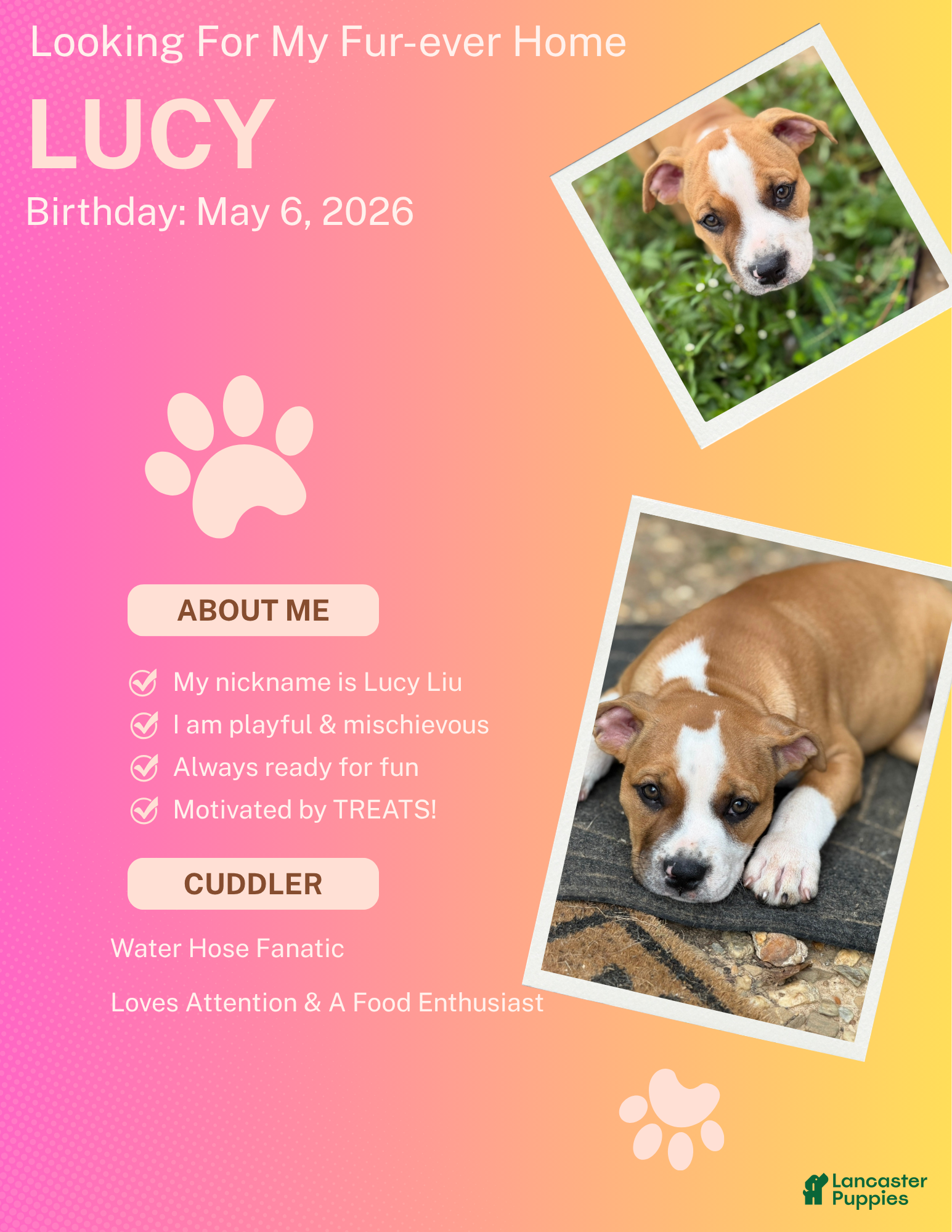 American Bully dogs Lucy Liu - Ad 31