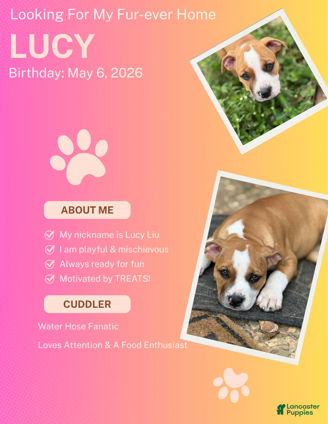 American Bully dogs for sale: Lucy Liu - Ad 1