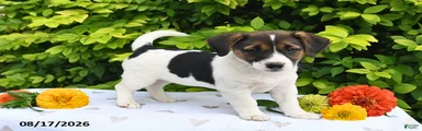 Della
