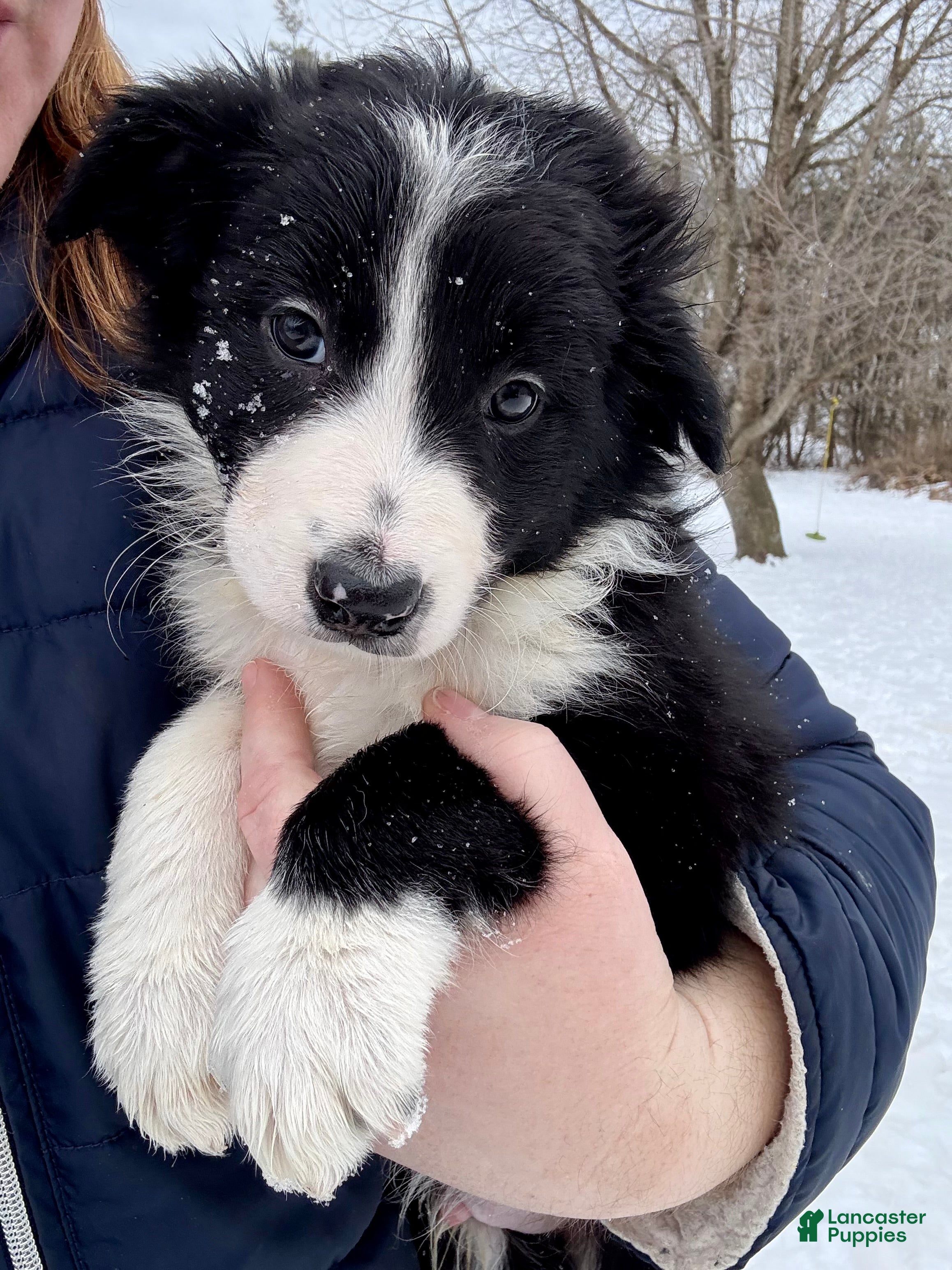 Border Collie dogs Chase  - Ad 23