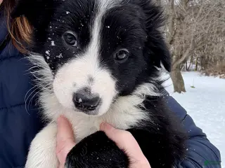 Border Collie dogs Chase - Ad 23