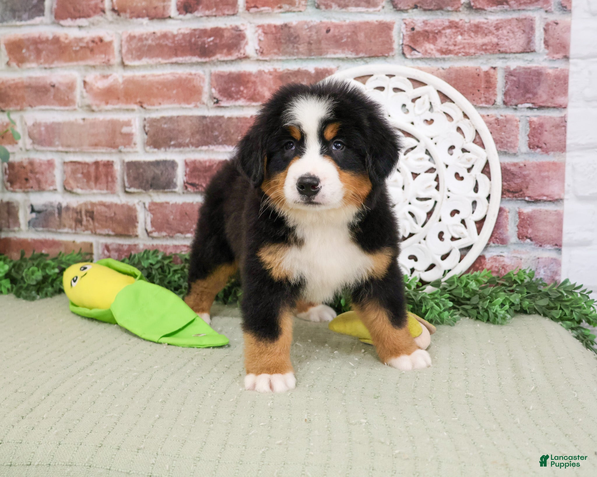 Bernese Mountain Dog dogs Freedom - Ad 3