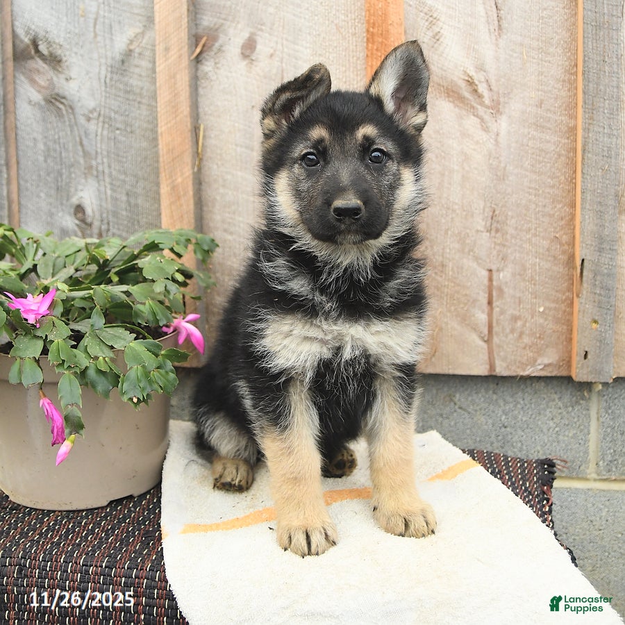 German Shepherd dogs Delilah - Ad 34