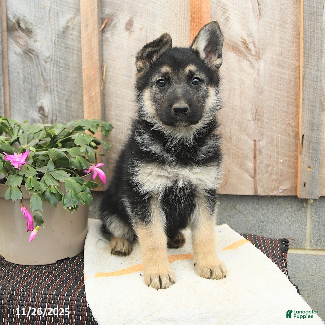 German Shepherd dogs for sale: Delilah - Ad 1