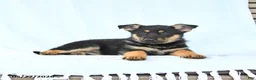 German Shepherd dogs for sale: Piper - Ad 5