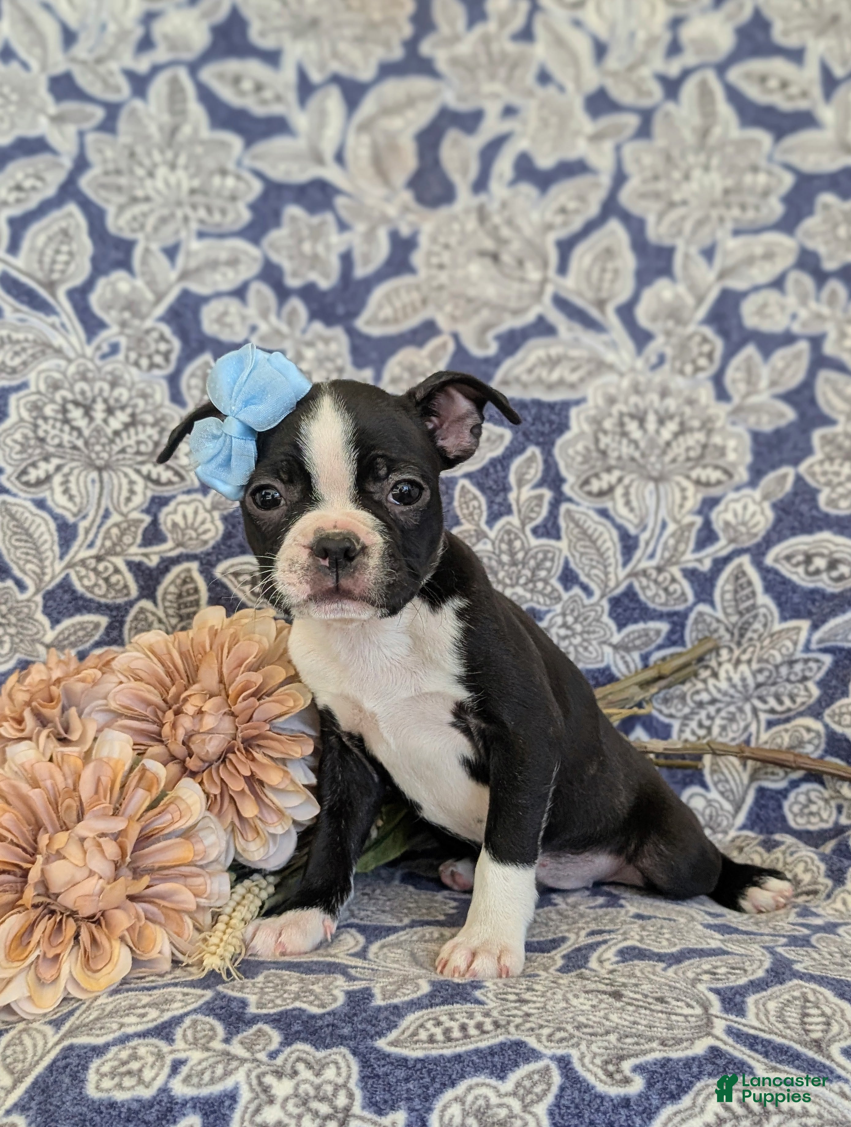Boston Terrier dogs Sasha - Ad 2