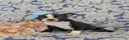 Boston Terrier dogs for sale: Sasha - Ad 2