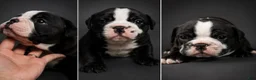 Mixed Breed dogs for sale: Rosie - Ad 1