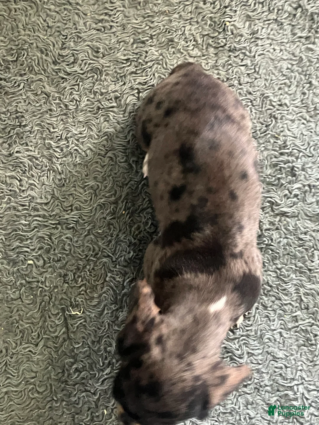 Miniature Dachshund dogs for sale: AKC kayla - Ad 4