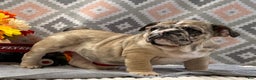 English Bulldog dogs for sale: Banjo - Ad 3