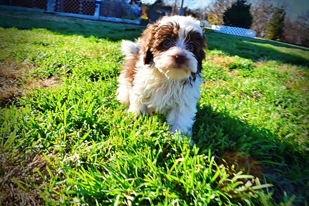 Havapoo dogs for sale: Simon - Ad 10