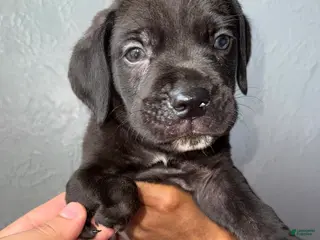 Cane Corso dogs Bronco - Ad 23