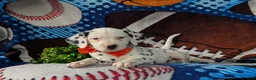 Dalmatian dogs for sale: Kaden - Ad 6