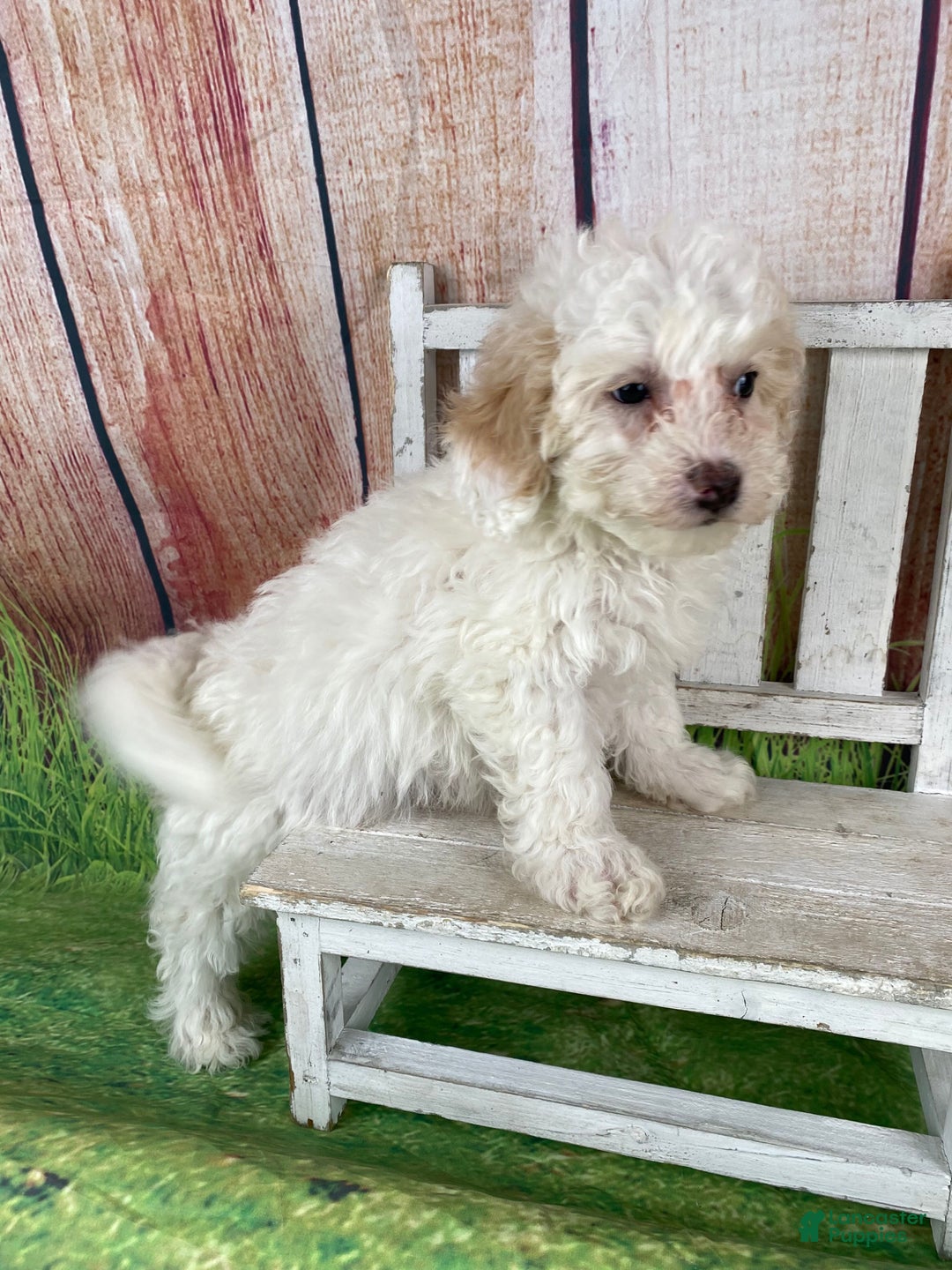 Miniature Poodle dogs for sale: Charlie - Ad 15